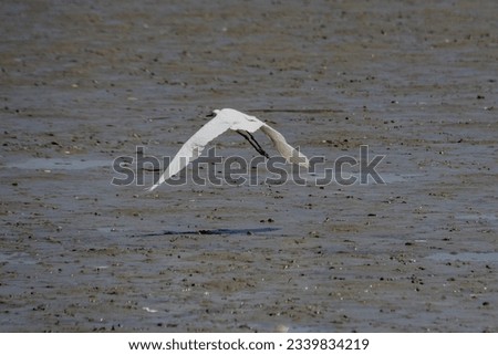 Egrets in ponds looking for food