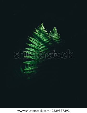 Green ferns leaf isolated on black background close up with copy space. Growing in forest. Art photo of natural plant. Decorative foliage. Dramatic view. Wild nature beauty. Copy space. Mockup design.