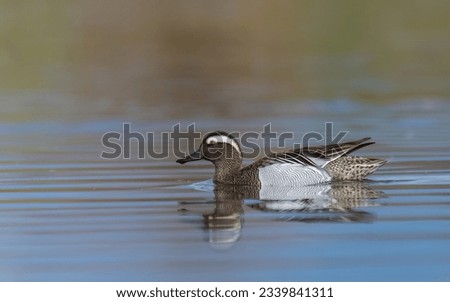 Garganey duck on lake water
