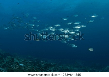 Herring scads during dive in Raja Ampat. Alepes vari are swimming in the shoal. Rich marine ecosystem in Indonesia. Exotic diving on the coral reef. Royalty-Free Stock Photo #2339844355