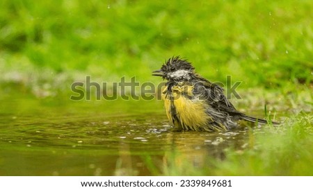 Great tit taking a bath in the woods