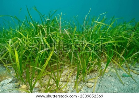 Eelgrass seagrass, Zostera marina, underwater in the Atlantic ocean, natural scene, Spain, Galicia Royalty-Free Stock Photo #2339852569