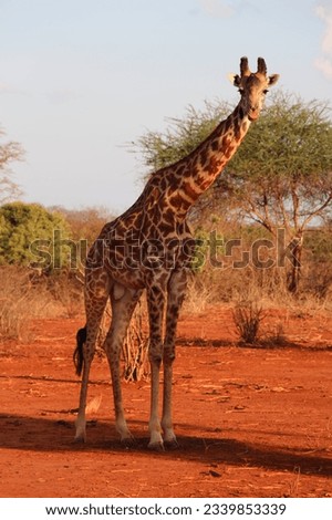 Giraffe checking out camera while standing on red earth