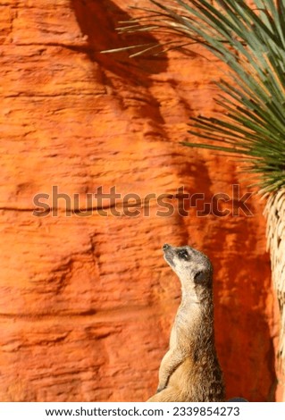 Meerkat resting under a palm tree.