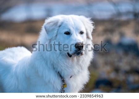 Portrait of Great Pyrenees watching curiously-Pyrenean Mountain Dog is a French breed of livestock guardian dog Royalty-Free Stock Photo #2339854963
