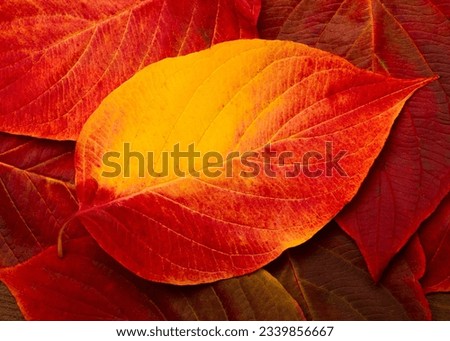 Autumn colorful nature background of leaves, macro. Natural pattern of red and yellow autumn leaves. Top view. Flat lay. Beautiful rustic Autumn Wallpaper