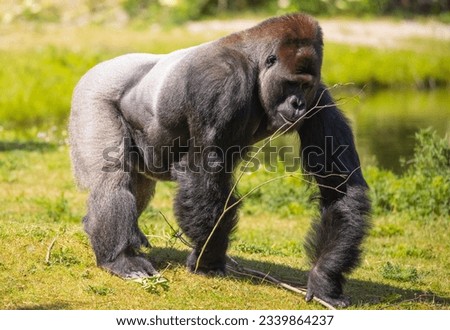 Beautiful gorilla playing with a branch
