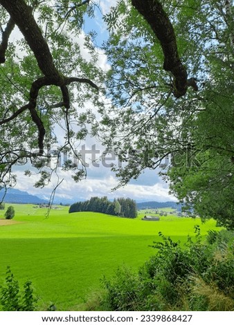 Bavaria, summer, alpine green meadows, forest in the distance, mountains on the horizon, blue sky with clouds, big trees in the foreground, beautiful picture for advertising, screensaver, background
