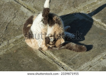 Cute Persian Cat is Posing in a Home Garden at Luton Town of England UK