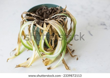 Dead and shriveled spider plant in plant pot Royalty-Free Stock Photo #2339872113