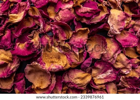 Top view of colorful rose petal 
