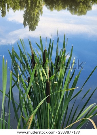 The Nature of Loveland Colorado, Refection of Trees in Still Water Pond with Blue Sky and Clouds, Cattails, Orange Spotted Tiger Lily Flower Closeup, Flowering Garden Chive Closeup with Drops of Rain