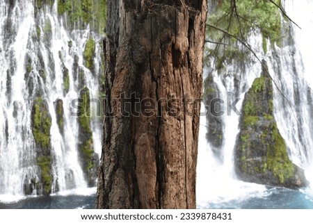 Tree Trunk in Front of Waterfall at McArthur Burney Falls Memorial State Park