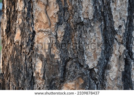 Tree Trunk Bark Texture at McArthur Burney Falls Memorial State Park