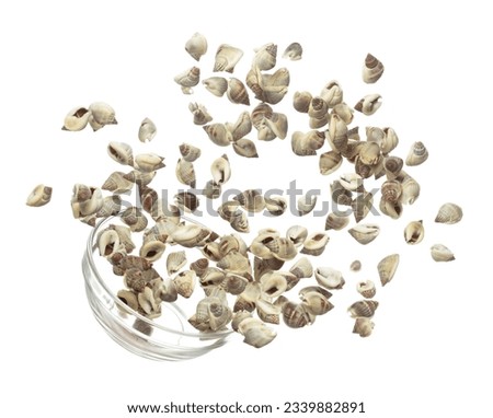 Seashell fall splashing in air. sea shell explosion flying, abstract cloud fly. Many Small Seashell scatter in many group. White background isolated high speed shutter freeze motion