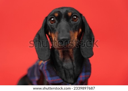 Portrait of a cute puppy in a plaid shirt on a red bright background. Dog simpleton in clothes bulging eyes looks in surprise, waits. Advertisement for clothing for pets. Cute devoted dachshund Royalty-Free Stock Photo #2339897687
