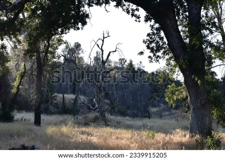 Old Tree, Hiking at Horsetown Clear Creek Preserve near Redding, California