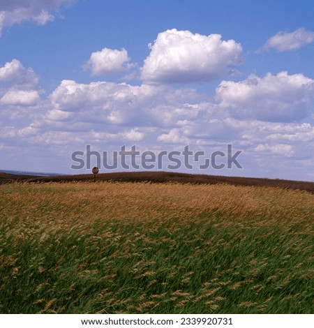 Sky with yellow reeds and stop sign clouds