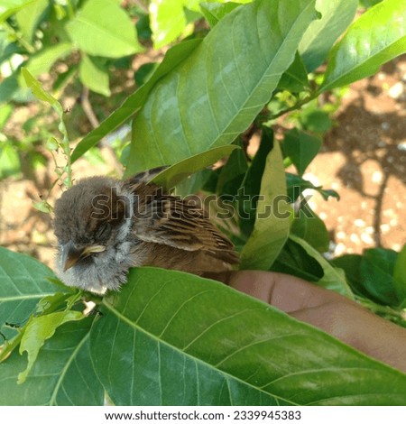 Photo of a bird sleeping on a leaf