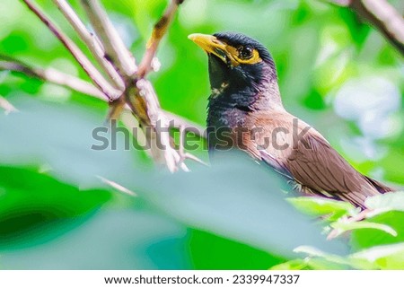 Locust starling (Myna) lives in the city
