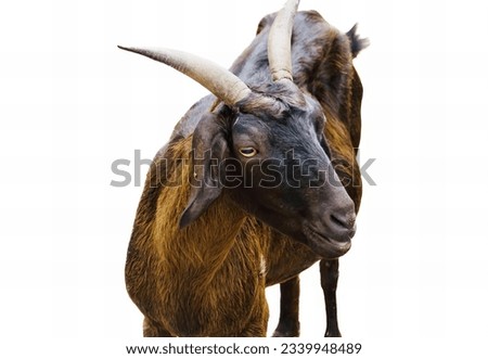 a photography of a goat with horns standing on a white surface, there is a goat with horns standing on a white surface.