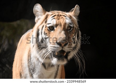 a photography of a tiger walking in the dark with its mouth open, there is a tiger that is walking around in the dark.