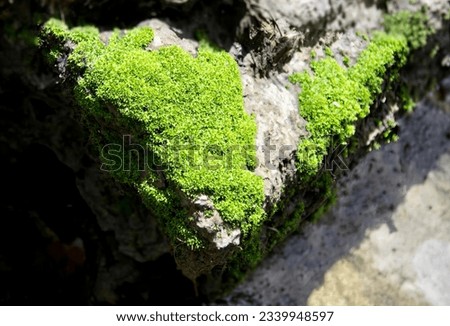 a photography of a mossy rock with a heart shaped piece of moss, there is a mossy rock with a heart shaped piece of green.