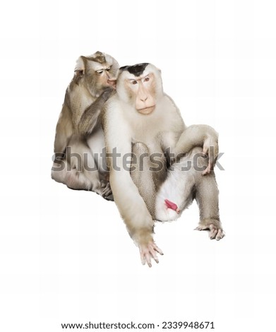 a photography of two monkeys sitting on the ground with their heads together, there are two monkeys sitting on the ground together.