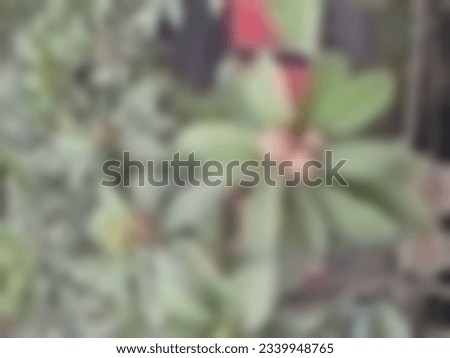 Serang, Indonesia- July 25,2023 : Blur photo of sapodilla fruit growing in the yard of the house