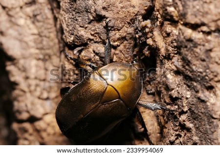 Metallic bronze body colored Drone beetles voraciously sucking Sawtooth Oak sap in a line (Wildlife closeup macro photograph) 