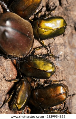 Various metallic body colored Drone beetles and Japanese rhinoceros beetle, voraciously sucking Sawtooth Oak sap in a line (Wildlife closeup macro photograph) 