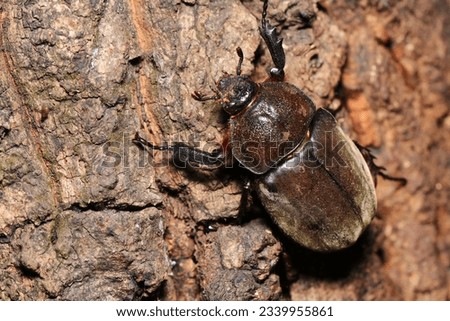 Japanese female rhinoceros beetle, voraciously sucking Sawtooth Oak sap in a line (Wildlife closeup macro photograph) 