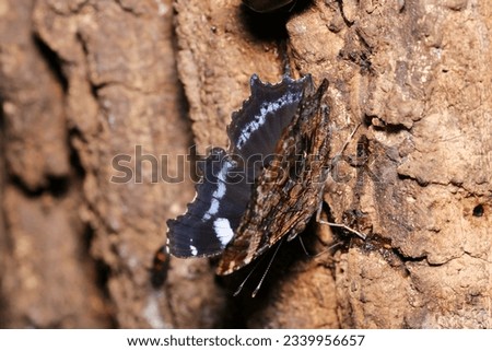 Beautiful Blue Admiral (Ruritateha, ) butterfly, voraciously sucking Sawtooth Oak sap in a line (Wildlife closeup macro photograph) 