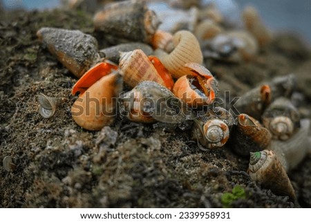 Strombus luhuanus sea slug. Known as "Snail bark", it belongs to the types of shellfish or mollusks found in Indonesian waters, and is one of the favorite seafood, especially in eastern Indonesia Royalty-Free Stock Photo #2339958931