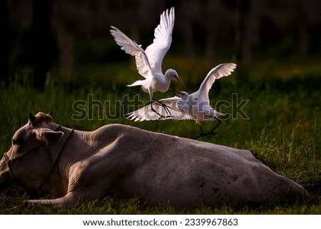 This action shot of the two cattle egrets on a resting cow fighting with each other looks stunningly beautiful.