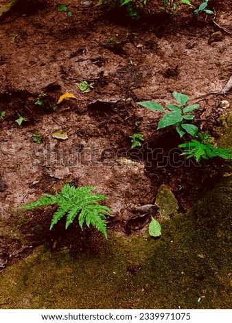 Small plants growing from the ground in a tropical rainforest 