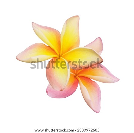 Plumeria or Frangipani or Temple tree flower. Close up single yellow-pink plumeria flowers bouquet isolated on white background.