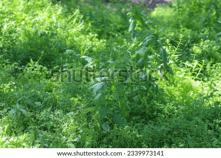 Stinging nettle (urtica dioica) and other weeds with deph of field background. Foliage at Presidio Park in San Diego, California USA.