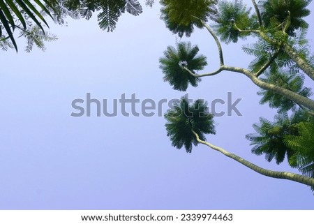Green trees under blue sky and clouds background in summer