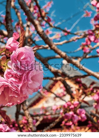 A cherry blossom in full bloom with a blue sky and a traditional Korean building in the background 