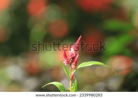 Red Ashoka flower (Ixora coccinea) belongs to the order Gentianales, family Rubiaceae. Ashoka has various flower colors.A red idly poo growing in the outside