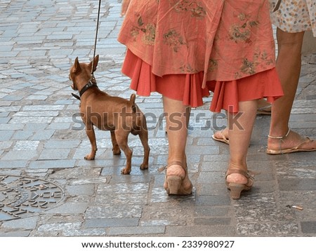 Close up of woman's feet and colourful dress with small dog on leash. Ample copy space. High quality photo