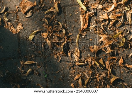 Background with dry leaves on the road. Autumn background. Autumn wallpaper. Fall. A picture of fallen autumn leaves from a high angle on a city street. Linden leaves. The last days of summer