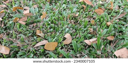 green grass with brown dry leaf litter in the park