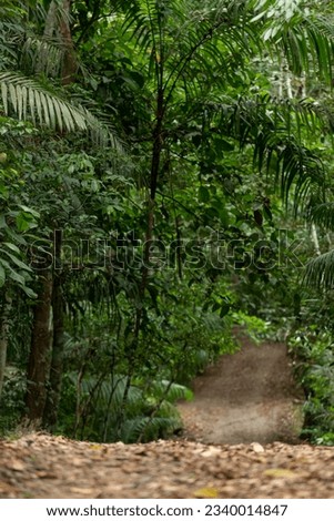 Mountain Jungle Road, Soberania national park, Panama - stock photo