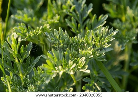 Silver green Wormwood leaves background. Artemisia absinthium, absinthe wormwood plant in herbal kitchen garden, close up, macro. Royalty-Free Stock Photo #2340020055