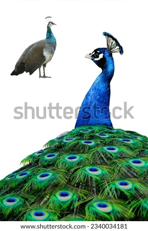  male and female peacock standing isolated on white background