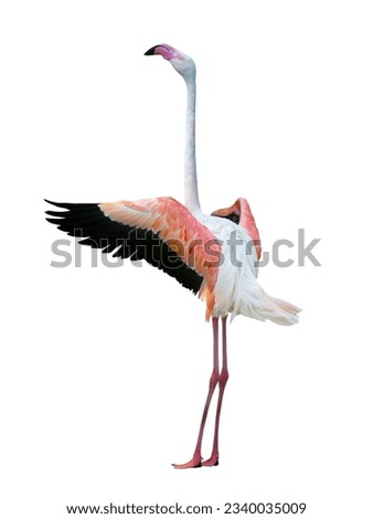  flamingo with outstretched wings isolated on a white background