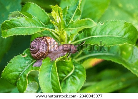 Copse snail gliding on the plant in the garden. Macro, close-up. Copse snail, Arianta arbustorum, is a medium-sized species of land snail. Copse snail is a common pest in agriculture and horticulture. Royalty-Free Stock Photo #2340045077