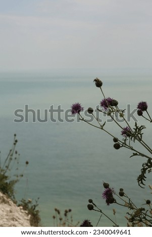 wild flowers on the background of the sea
